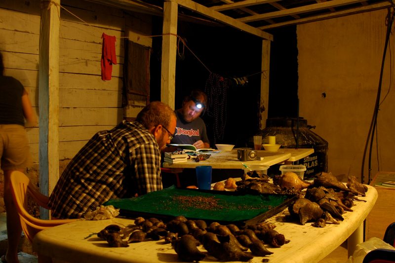 Derek Smith and Roy Jaijel staying up late counting snails in Kantunilkin.